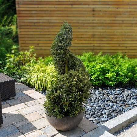 3 gal Eugenia Spiral Topiary 36" Live Shrub with Full Sun