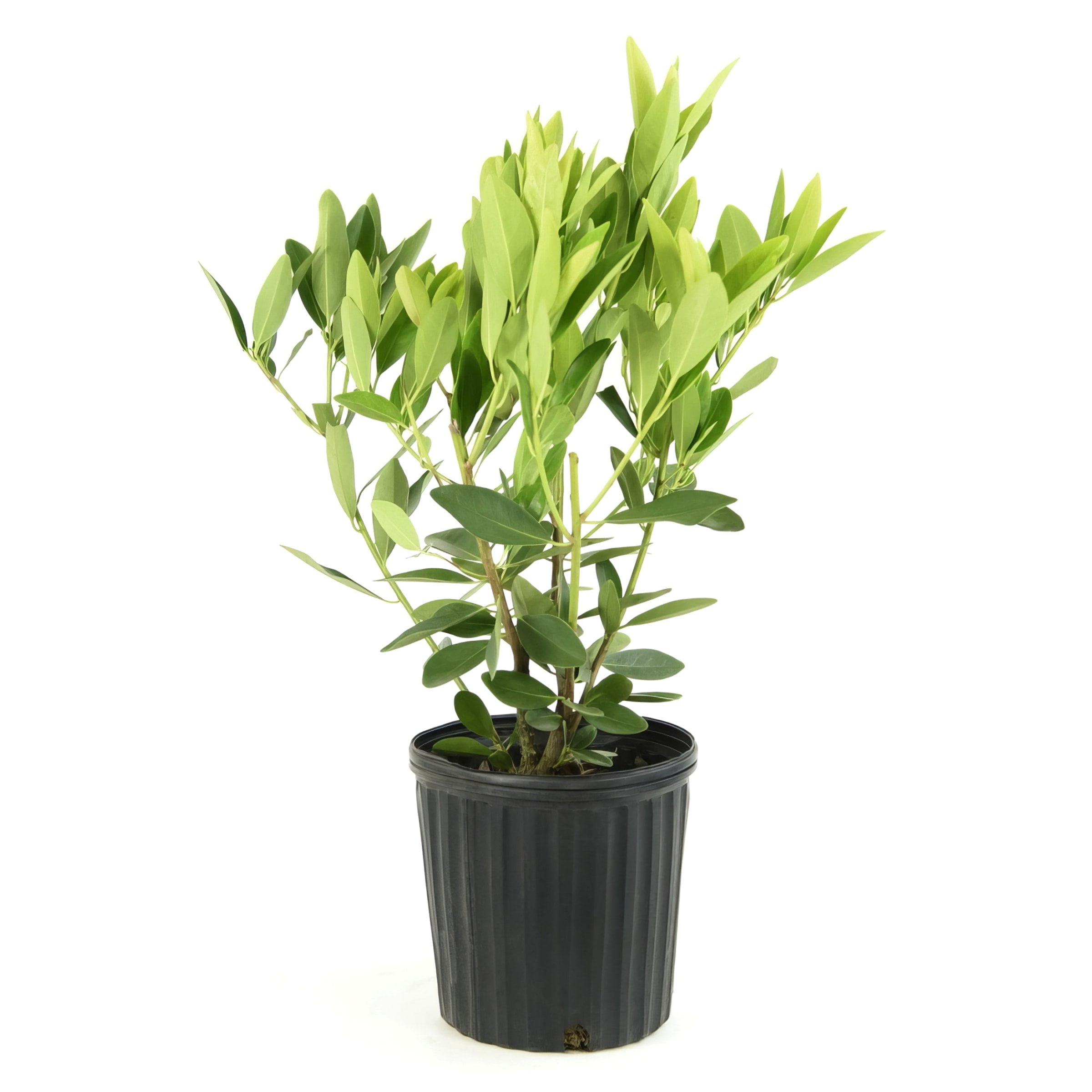 3 gal Florida Anise Live Perennial Shrub with Full Sunlight