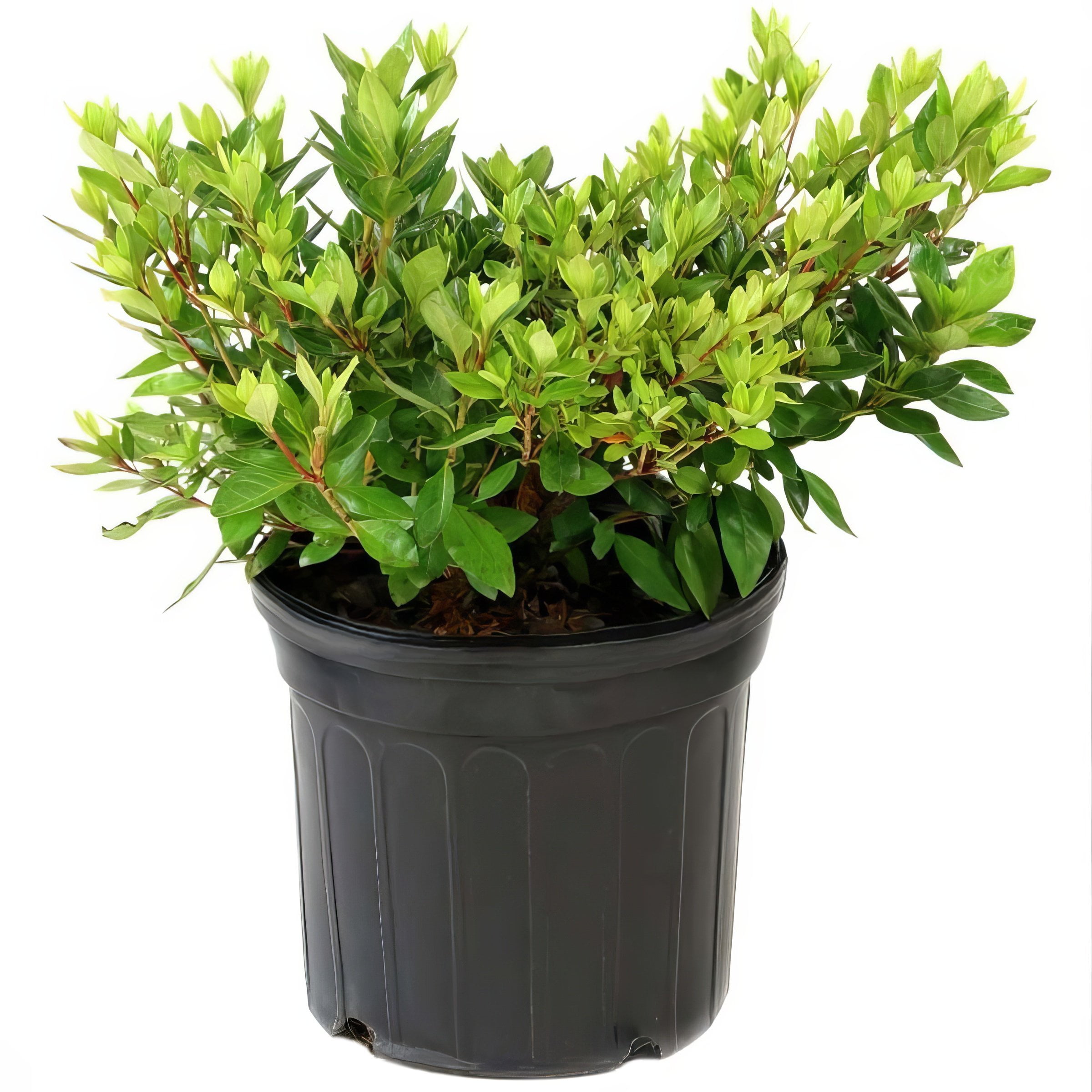 3 gal Gardenia 'Frostproof' Live Shrub with Full Sunlight