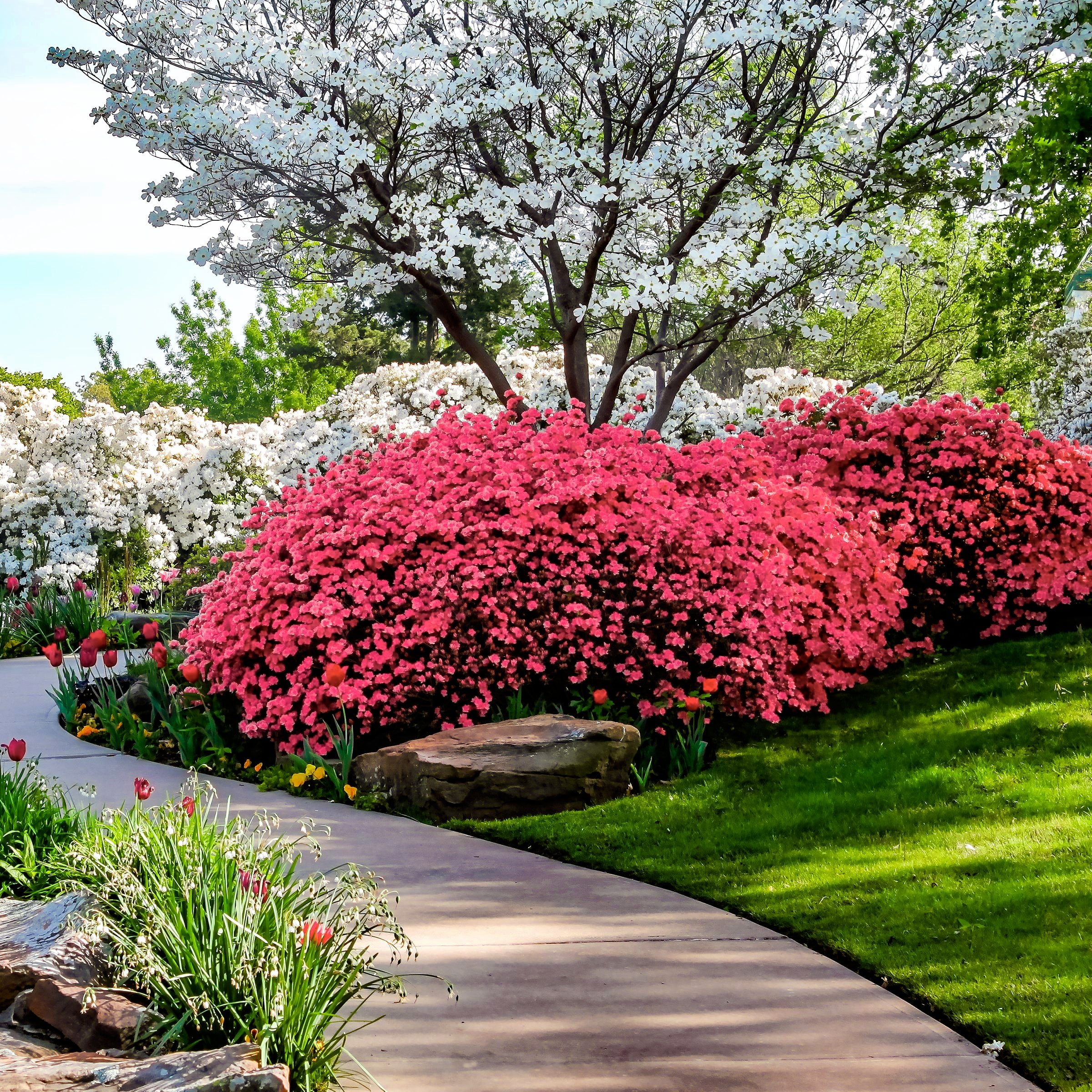 National Plant Network 3 gal. Hershey Red Azalea Shrub with Red