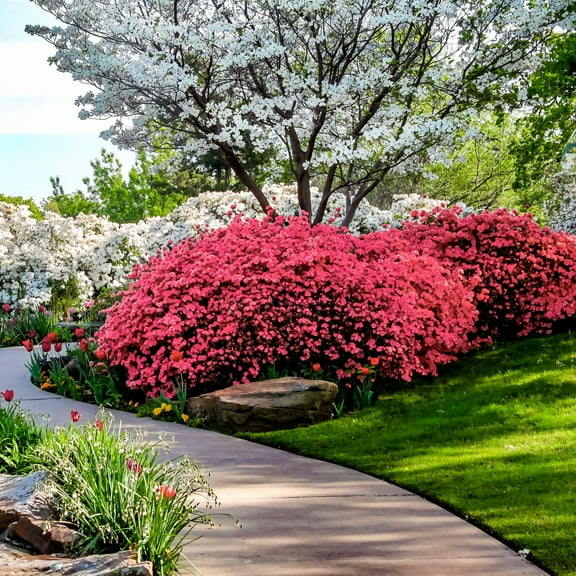 National Plant Network 3 gal. Hershey Red Azalea Shrub with Red Flowers
