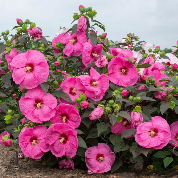 National Plant Network 3 gal Hibiscus Head over Heels Passion Live Perennial Plant Condition with Full Sunlight