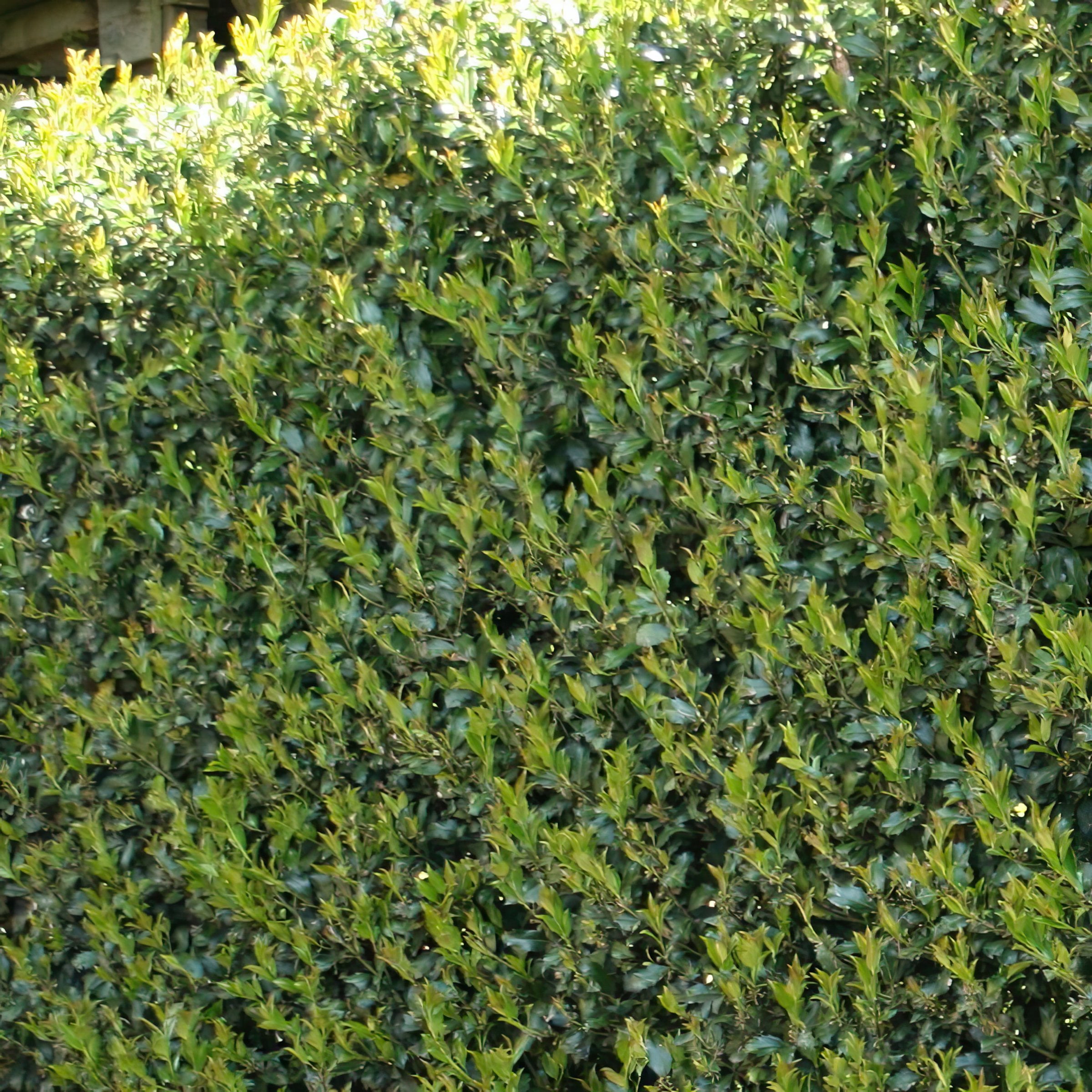3 gal Holly 'Dwarf Burford' Live Perennial Shrub with Full Sunlight