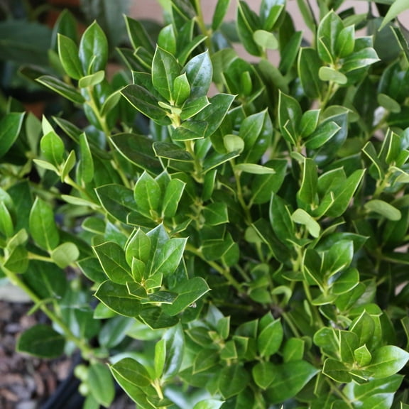 3 gal Holly 'Needlepoint' Live Perennial Shrub with Full Sunlight