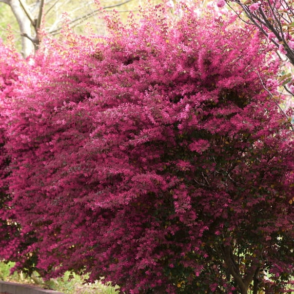 National Plant Network 3 gal Loropetalum Crimson Fire Live Shrub