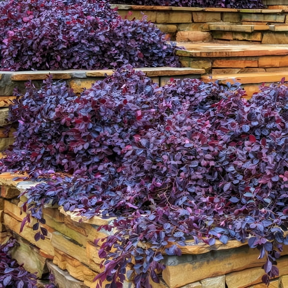 3 gal Loropetalum Purple Pixie Live Shrub with Pink Flowers