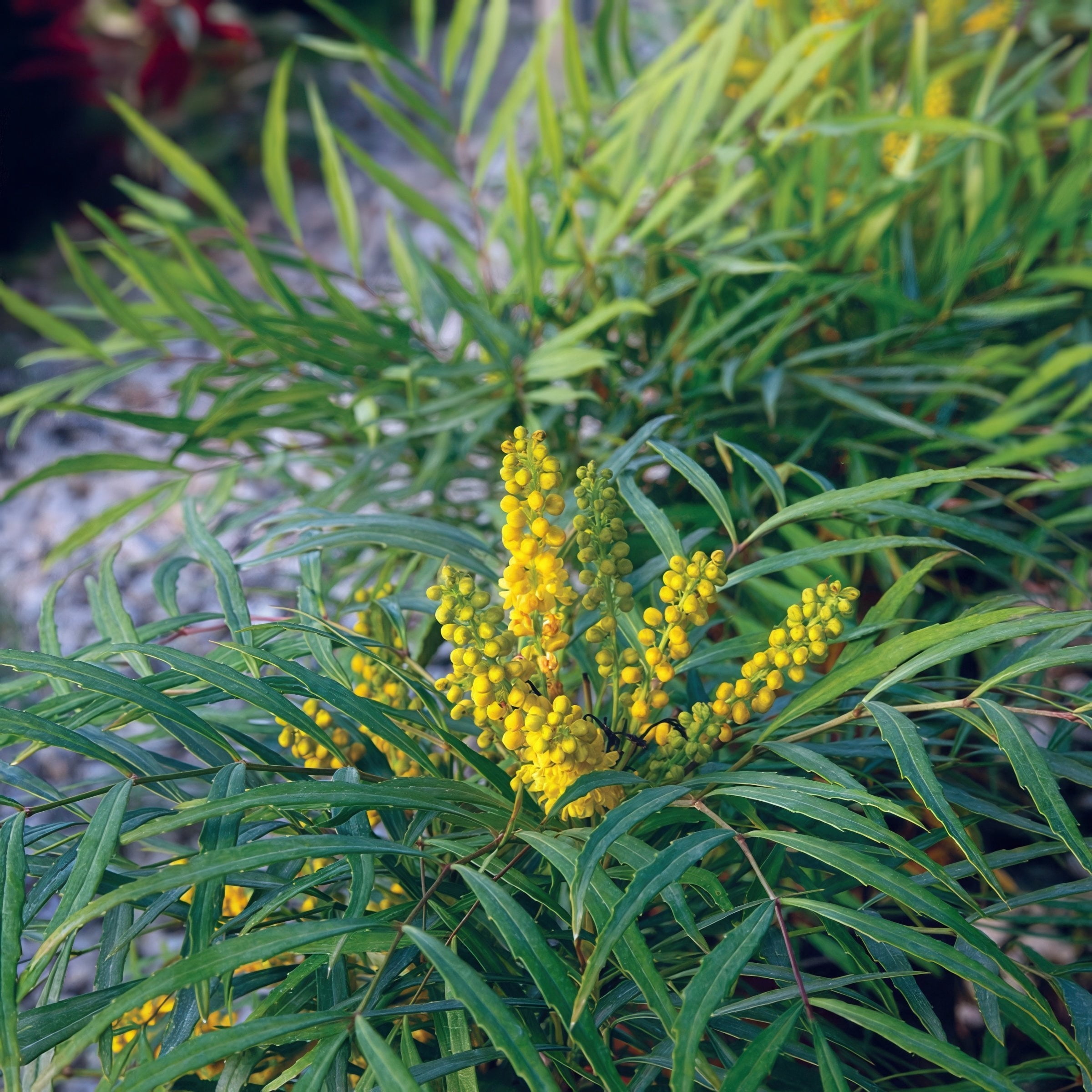 3 gal. Mahonia Soft Caress