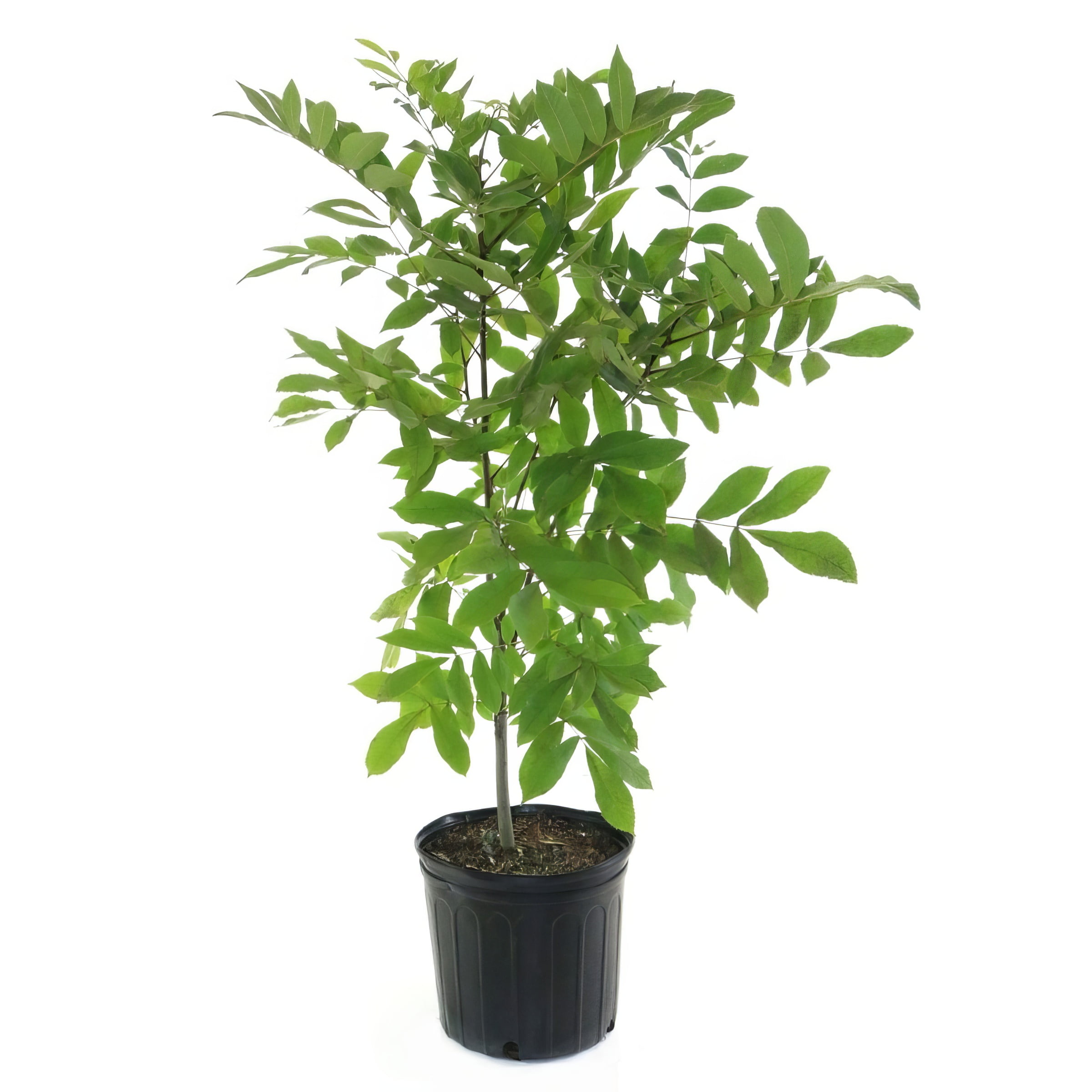 National Plant Network 3 gal Native Pecan Live Tree with Full Sunlight