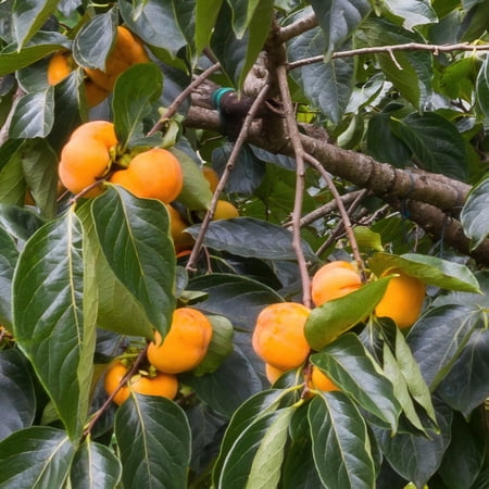 3 gal Native Persimmon Live Tree with Full Sunlight