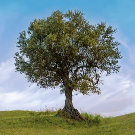 National Plant Network 3 gal. Olive Live Tree with Full Sun
