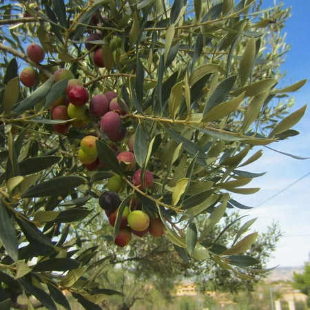 National Plant Network 3 gal. Olive Tree