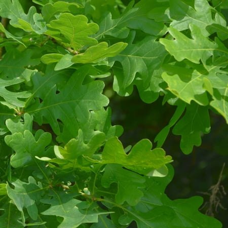 3 gal Overcup Oak Live Tree with Full Sunlight