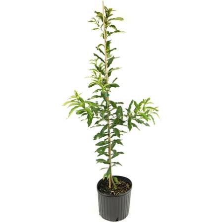 National Plant Network 3 gal Sawtooth Oak Live Tree with Full Sunlight