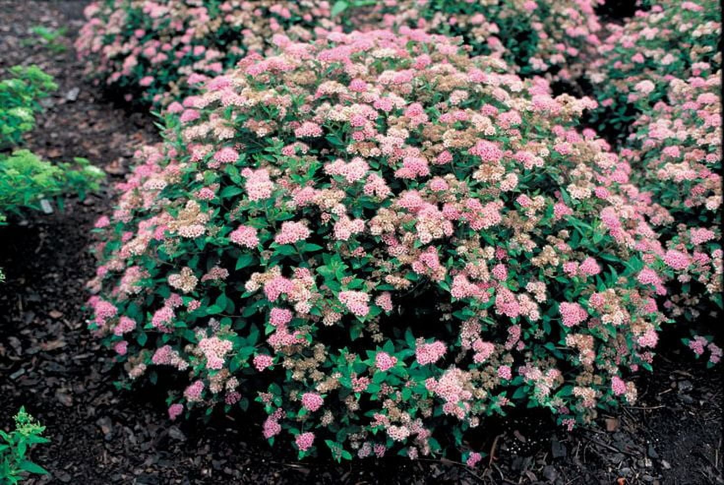 3 gal Spirea Plant - Assorted variety - Walmart.com