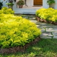 thumbnail image 1 of 3 gal. Sunshine Ligustrum Shrub, 1 of 12