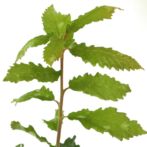 3 gal Swamp Chestnut Live Oak Tree with Full Sunlight