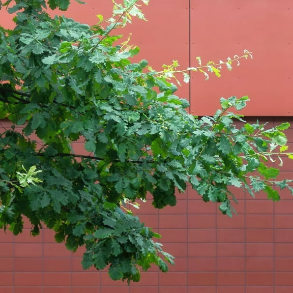 National Plant Network 3 gal Swamp White Oak Live Tree with Full Sunlight