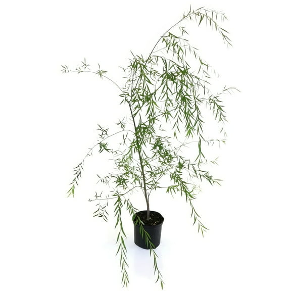 National Plant Network 3 gal Weeping Willow Live Tree with Full Sunlight