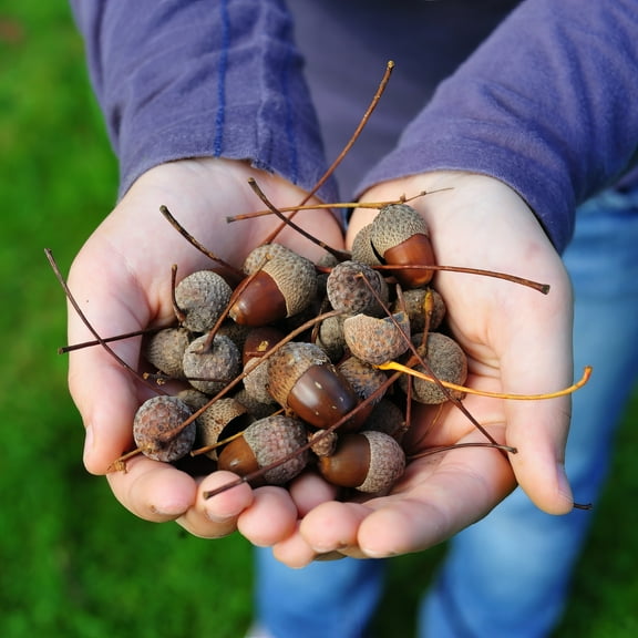 3 gal White Oak Live Tree with Full Sunlight