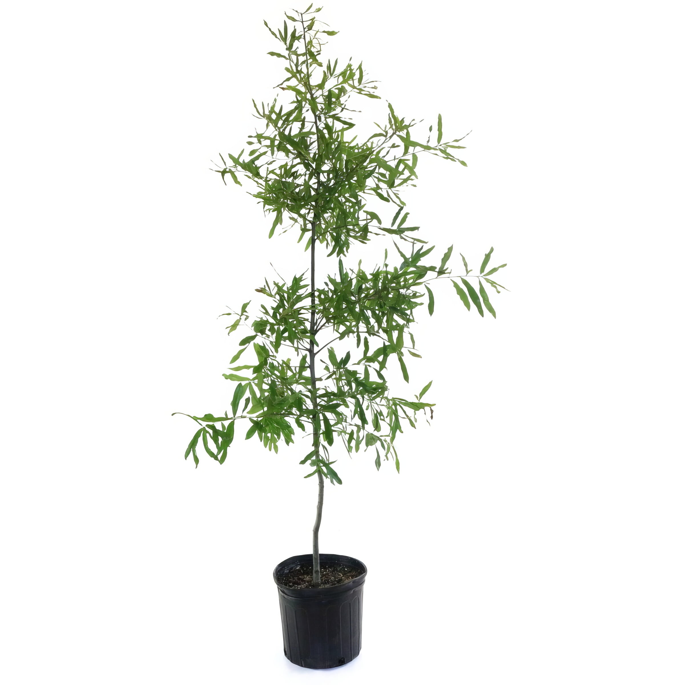 National Plant Network 3 gal Willow Oak Live Tree with Full Sunlight