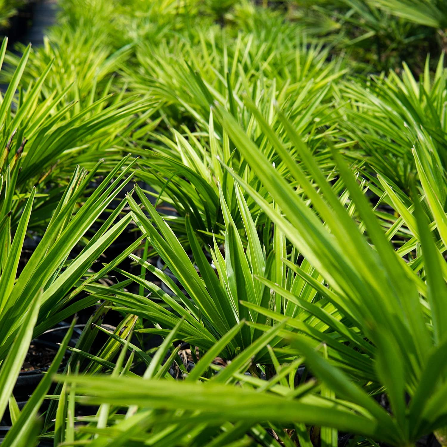 3 gal. Windmill Palm Cold Hardy Palm Tree Indirect Sun