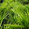 thumbnail image 1 of 3 gal. Windmill Palm - Cold Hardy Palm Tree Indirect Sun, 1 of 1