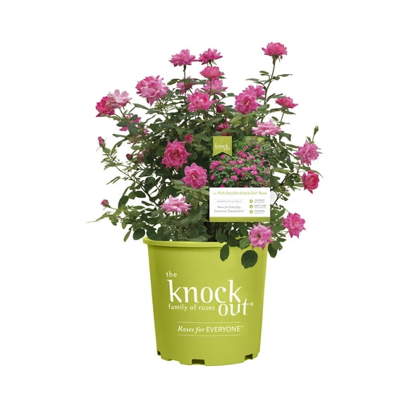 3 gal live Shrub Double Knock Out Pink Rose Condition with Full Sunlight - 1 Piece