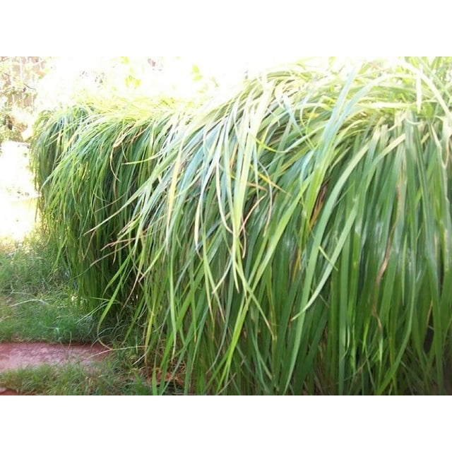 3 live Canadian strain sweet grass plant Plugs Longest Growing