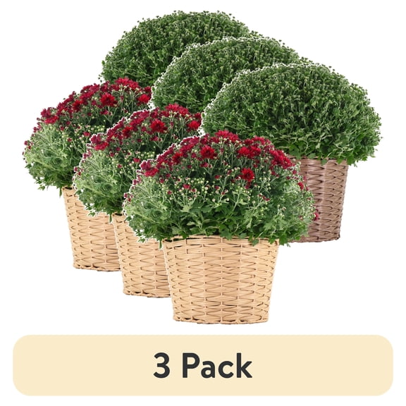 (3 pack) Better Homes & Gardens 2.5G Red Mum Live Plants in 9" Basket Full Sun