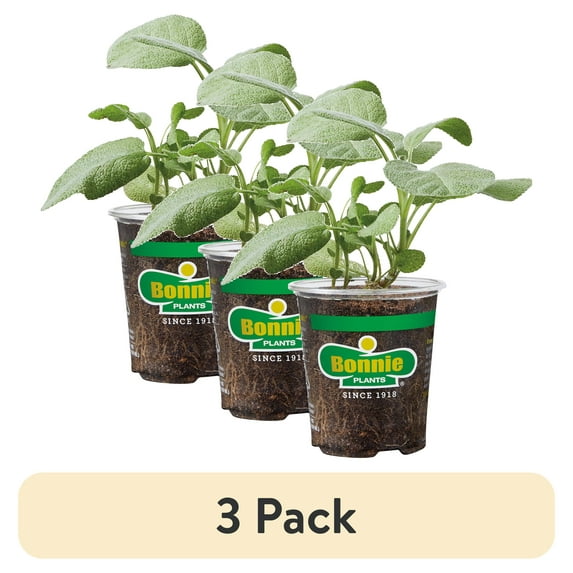 (3 pack) 19.3 oz Bonnie Plants Garden Sage