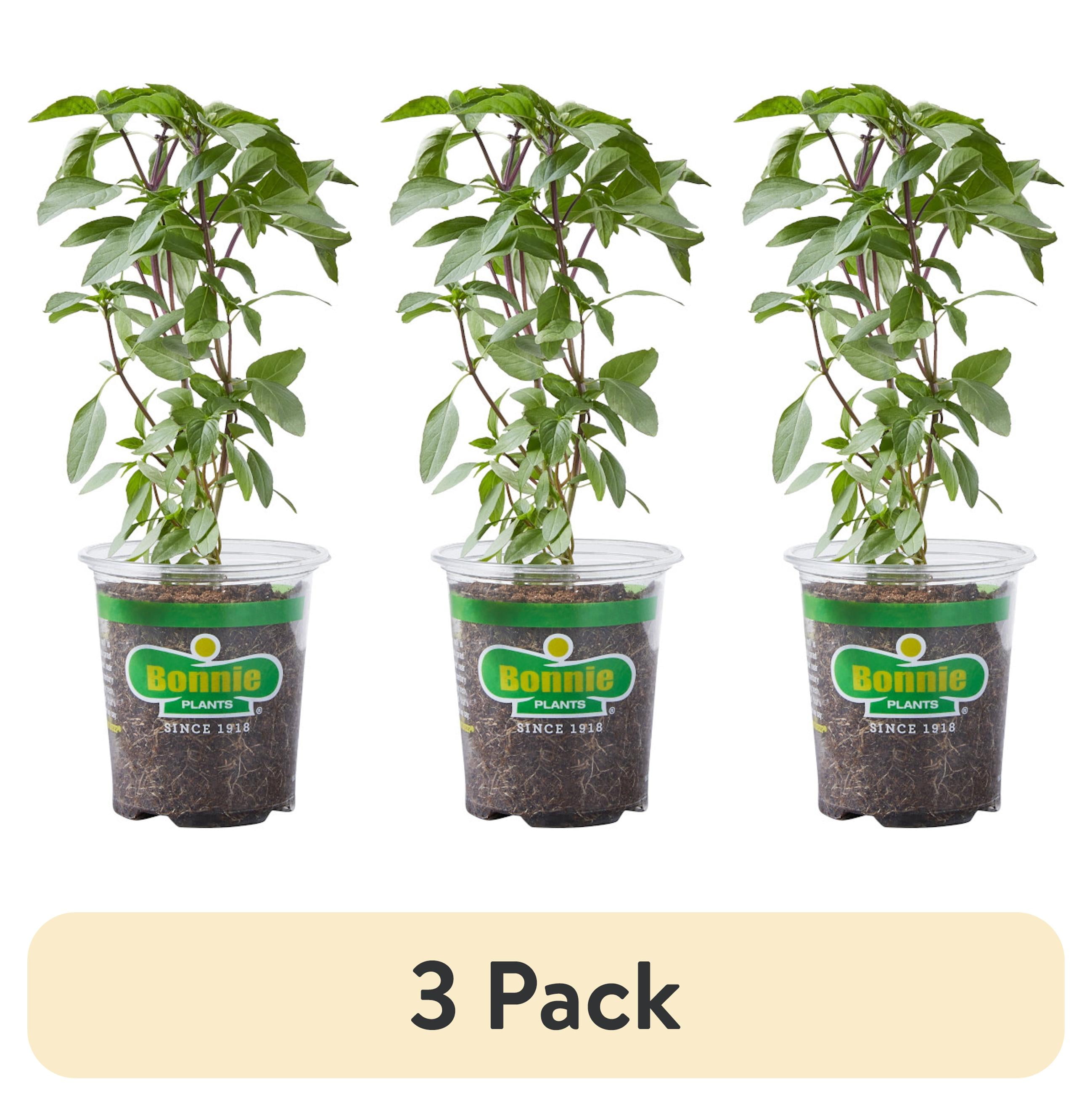 (3 pack) Bonnie Plants Thai Basil Live Plants