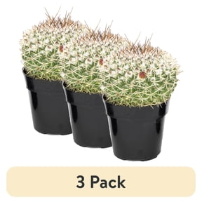 (3 pack) "Element Grower's Choice Cactus Live Plant in 3"" Grower Pot