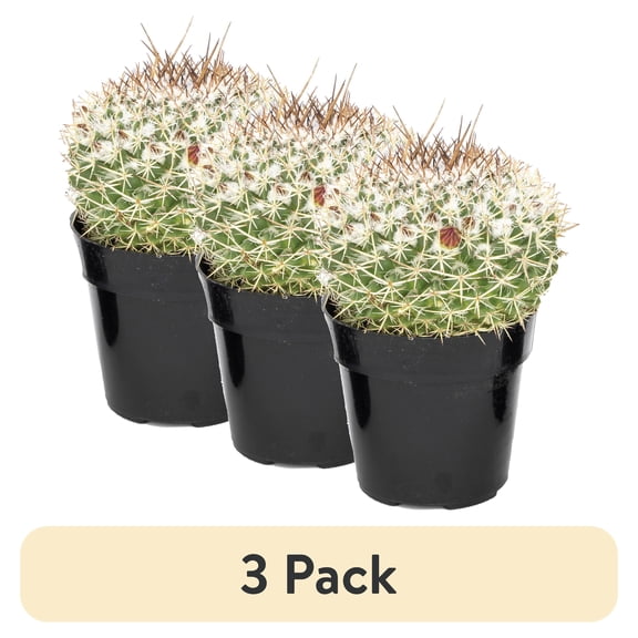 (3 pack) "Element Grower's Choice Cactus Live Plant in 3"" Grower Pot