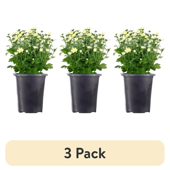 (3 pack) Expert Gardener 1PT White Mum Live Plants in 4" Grower Pot Full Sun