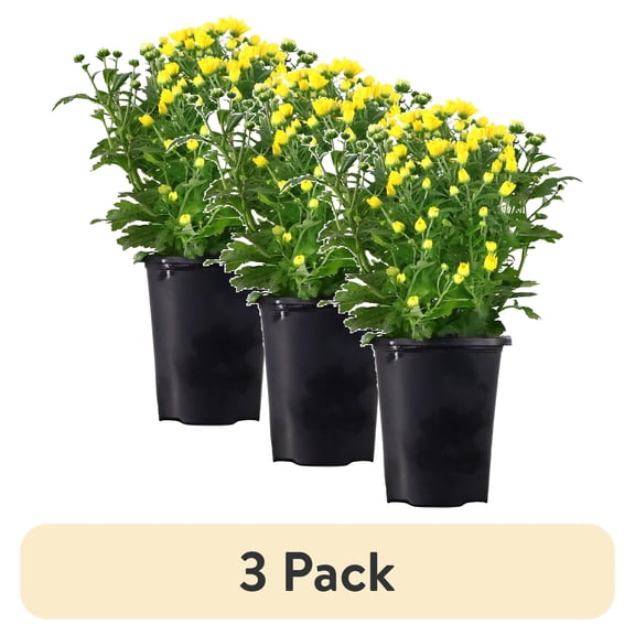 (3 pack) Expert Gardener 1PT Yellow Mum Live Plants in 4" Grower Pot Full Sun