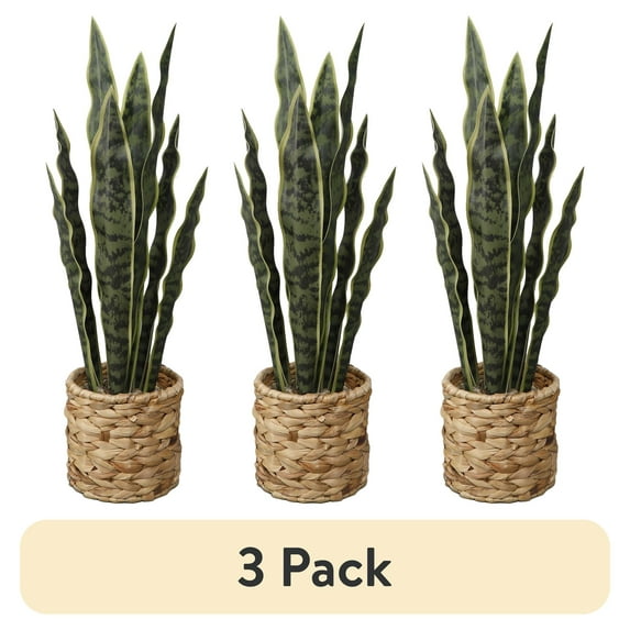 (3 pack) Home Decor Collection Flora Bunda 24.3" Artificial Snake Plant in Rattan Basket