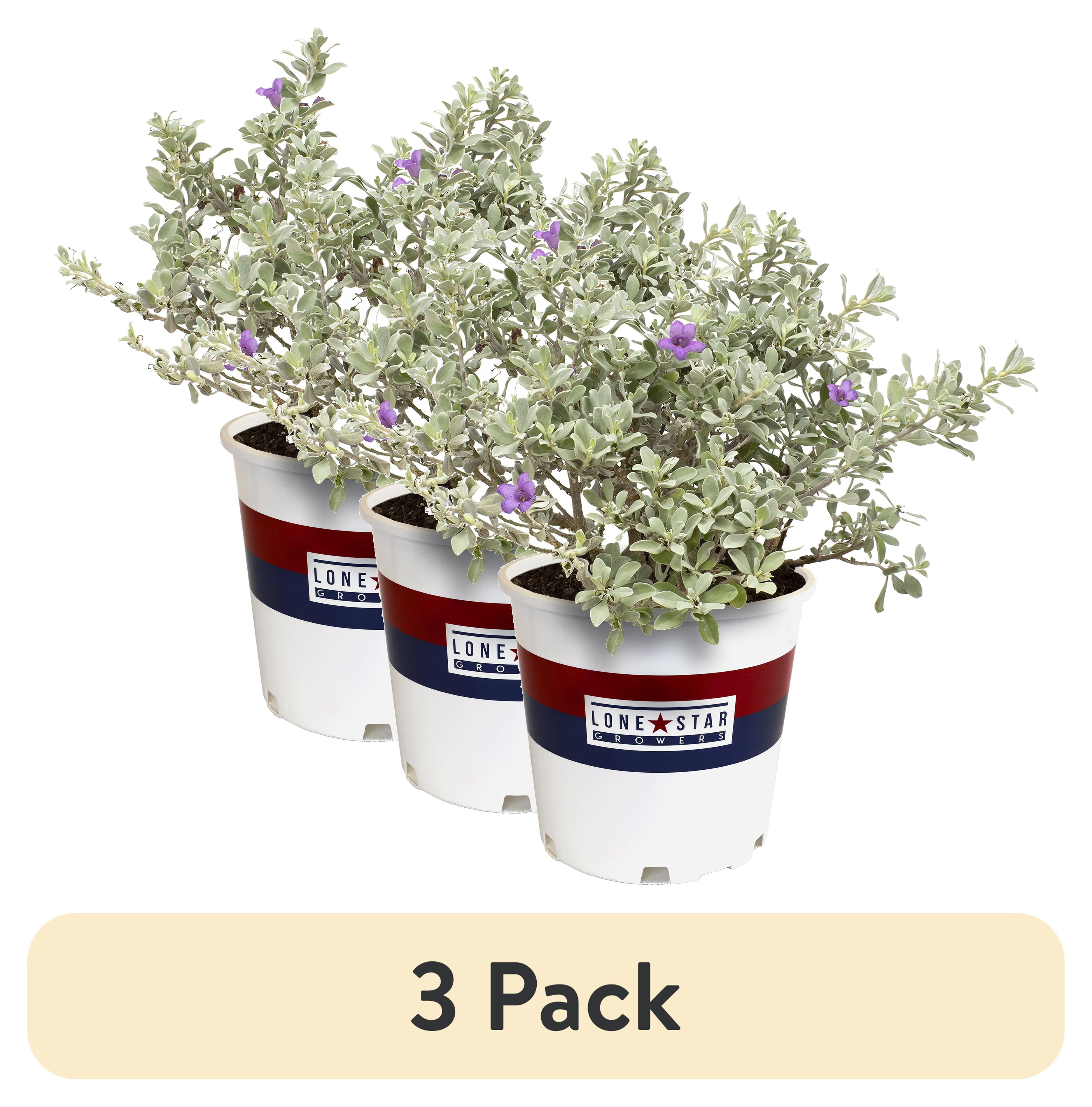 3 pack) 