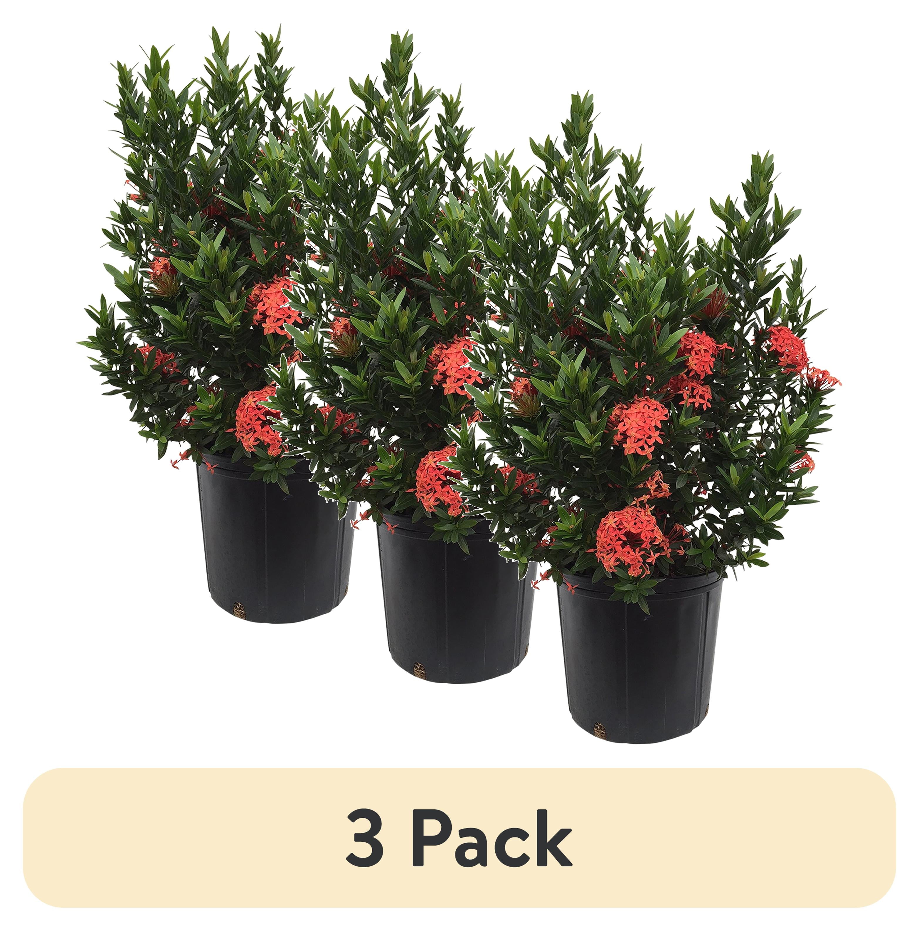 (3 pack) Nature's Way Farms Under The Florida Sun 2G Ixora Dwarf Live Plant