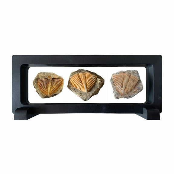 Bling Bling Us 3 Pcs Real Trilobite Fossil Specimen