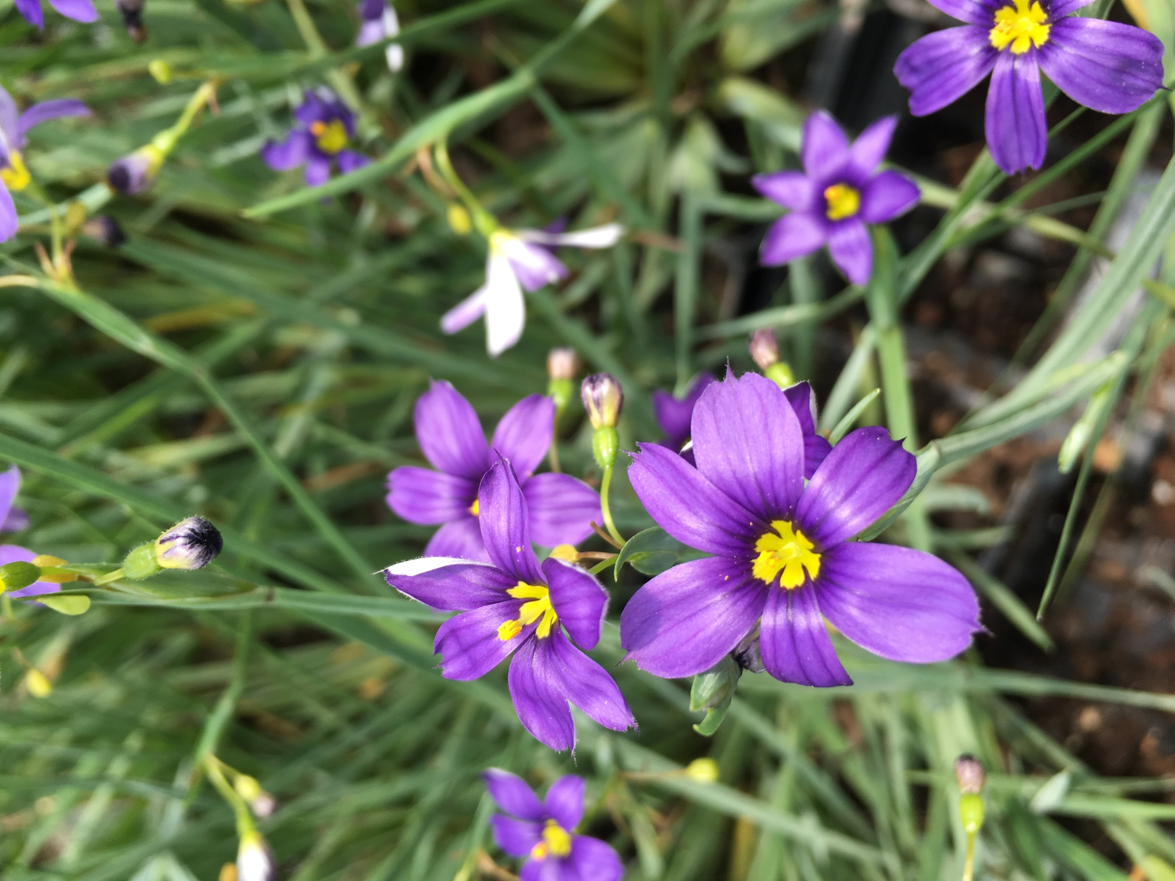 3 pots of Sisyrinchium angustifolium 'Lucerne' Blue-Eyed Grass Live Plant, sold in 2.5 inch containers