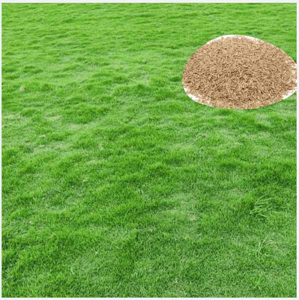 30.000 Zoysia Emerald Grass Seeds for Lawn, Zoysia Grass Lawngrass Seeds Emerald Zoysia Ornamental Grasses Seed