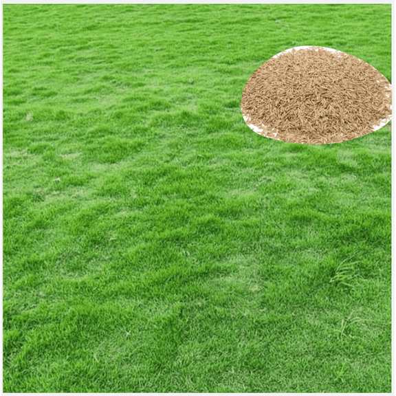 30.000 Zoysia Emerald Grass Seeds for Lawn, Zoysia Grass Lawngrass Seeds Emerald Zoysia Ornamental Grasses Seed