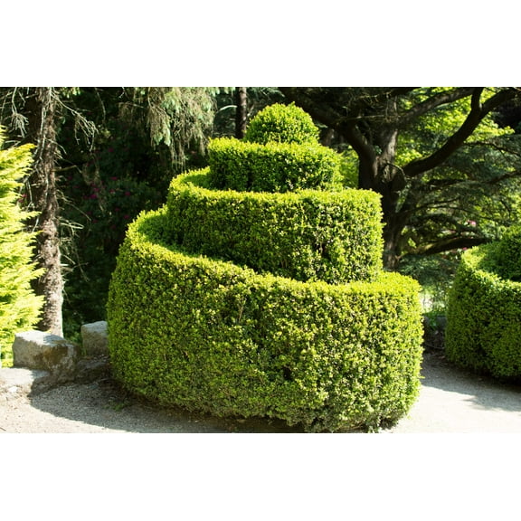 30 AMERICAN BOXWOOD Common Buxus Sempervirens European Box Shrub Seeds