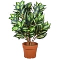 thumbnail image 1 of 30 in. Artificial Hosta Plant, 1 of 3
