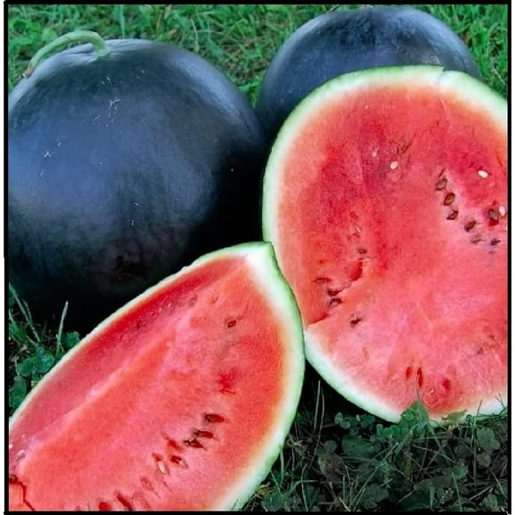 30 Black Diamond Watermelon Seeds for Planting - Summer Favorite, Fruit Seeds for Planting