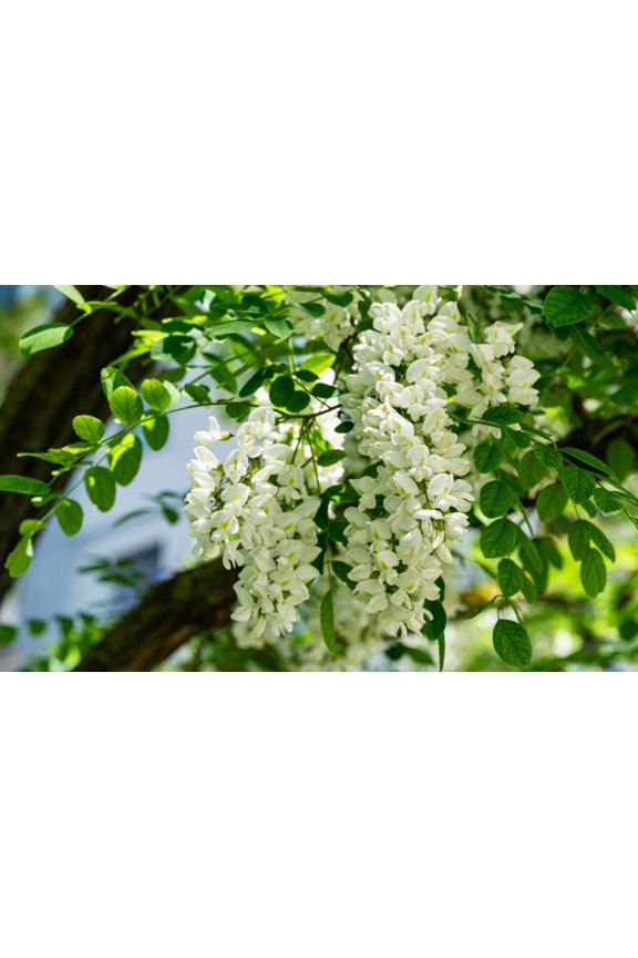 30 Black Locust Tree Seeds for Planting - Robinia pseudoacacia