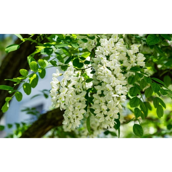 30 Black Locust Tree Seeds for Planting - Robinia pseudoacacia