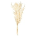 thumbnail image 1 of 30" Bleached Preserved Ruscus 5.25 oz., 1 of 2