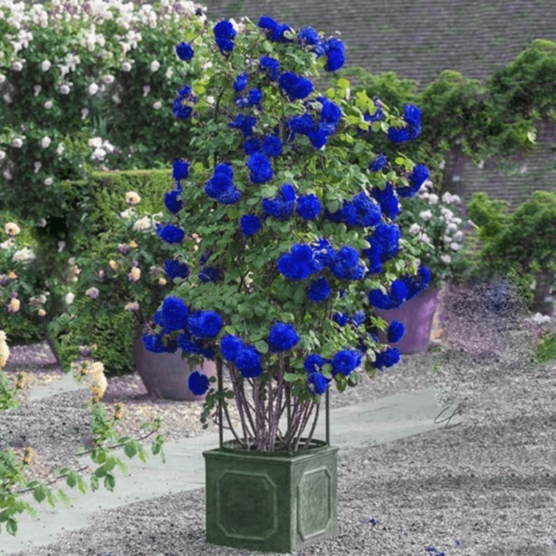 30 Blue Climbing Rose Seeds, Perennial, Authentic Seeds