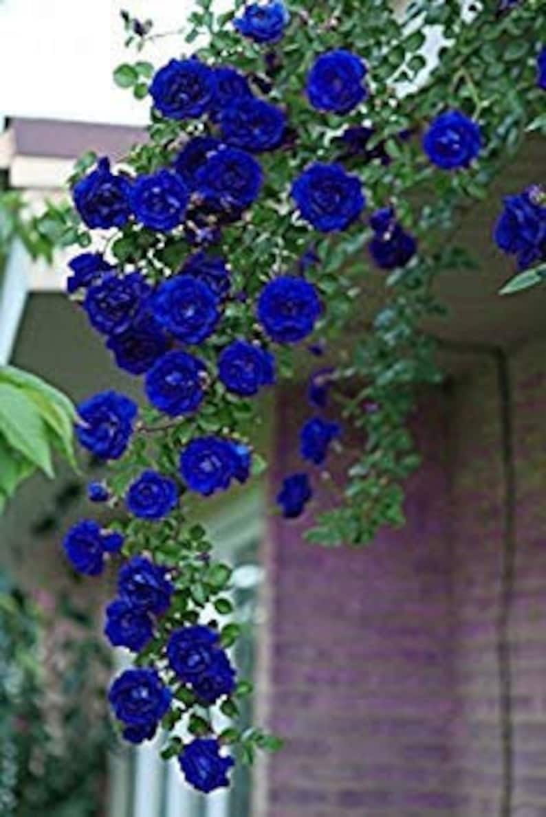 30 Blue Climbing Rose Seeds - Perennial Seeds for Late Winter to Early Spring Planting